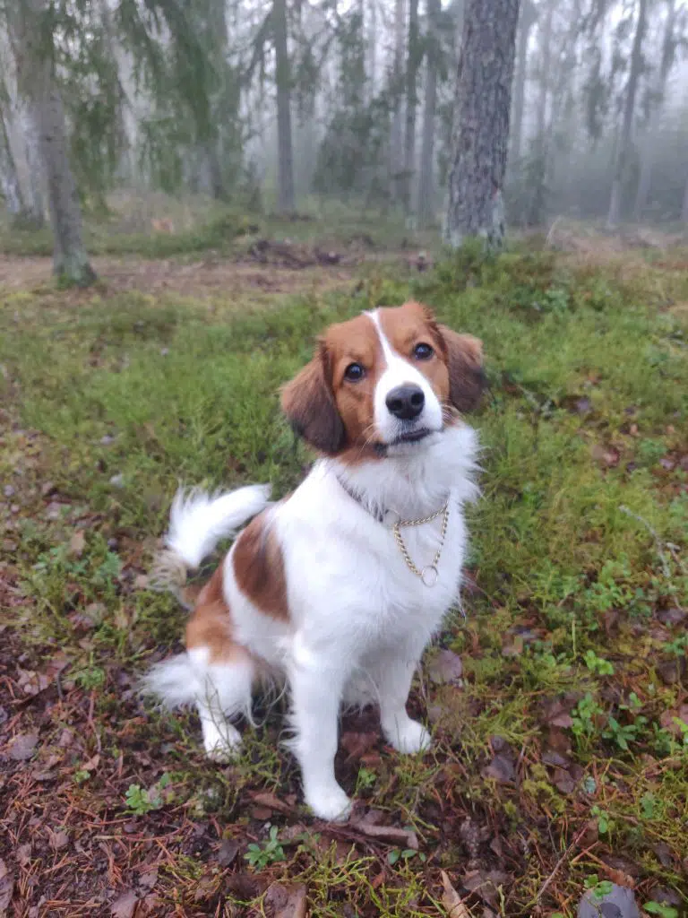 a dog in the forest.