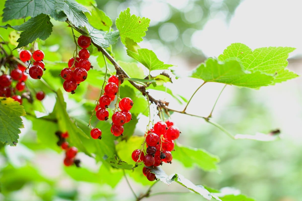 Red currants hanging in bush.
