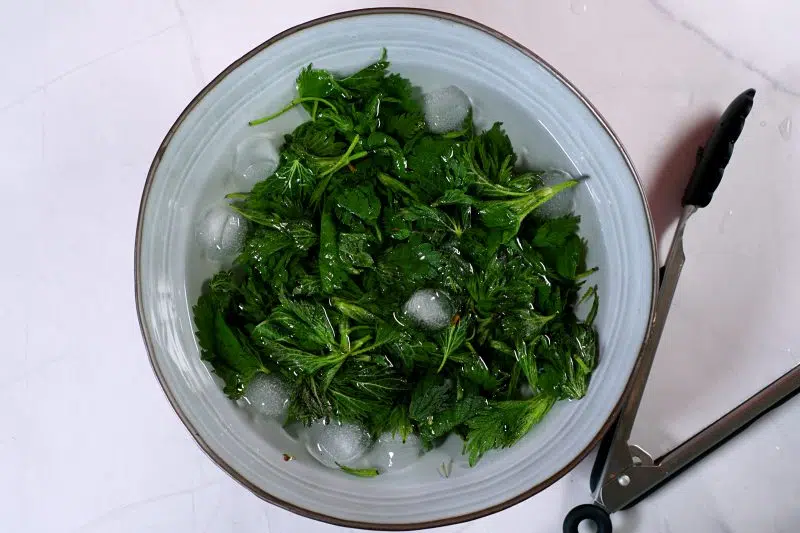 nettles in a bowl with water and ice cubes.
