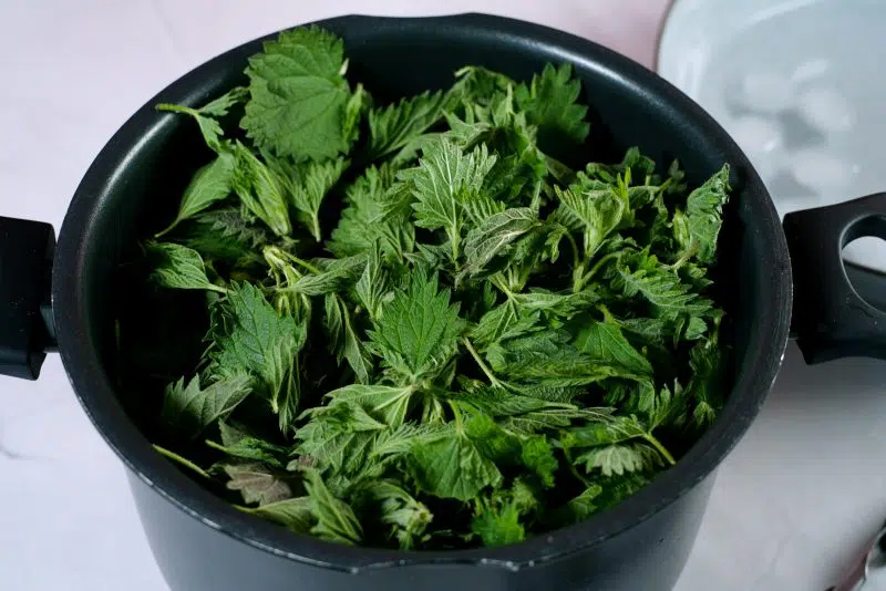 fresh nettle leaves in big pot