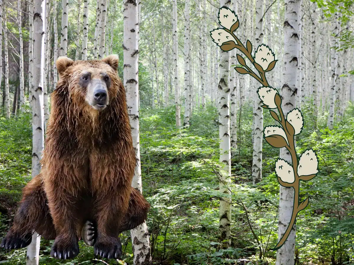 some boy names as a picture in nature;a bear, birch and willows.