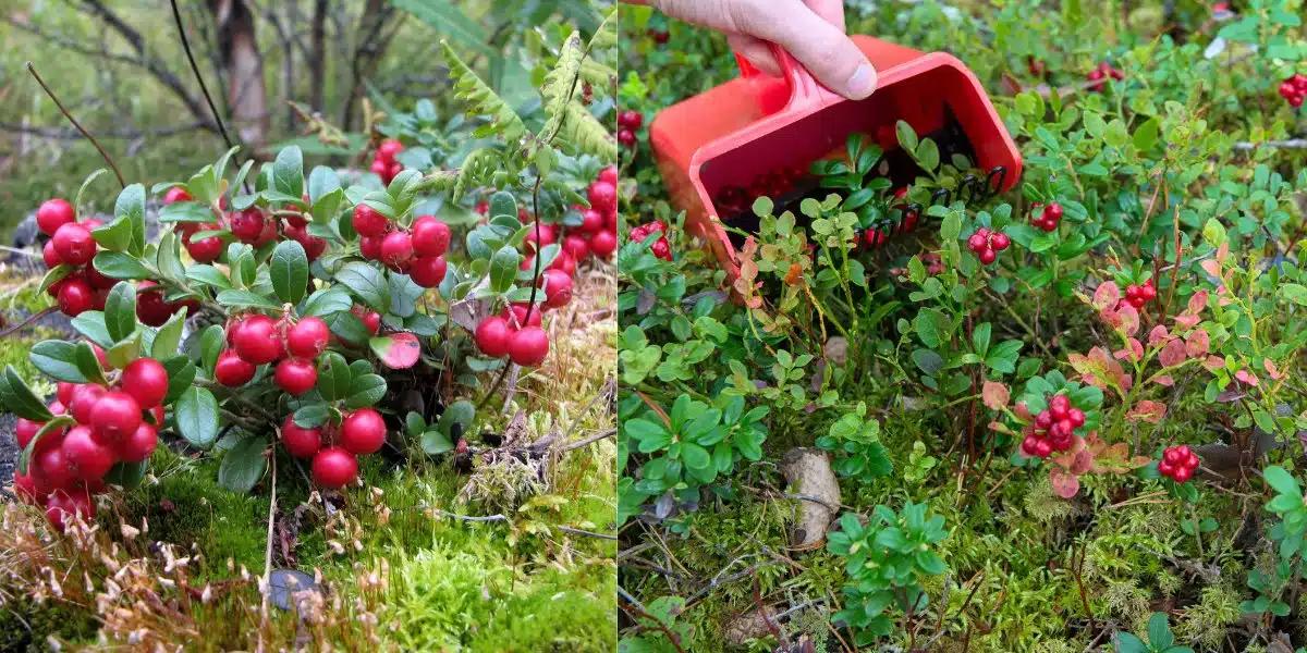 Lingonberry bushes in forest and a lingonberry picker tool in forest background. 